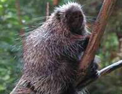 North American Porcupine