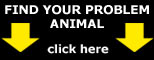 Find Your Animal
