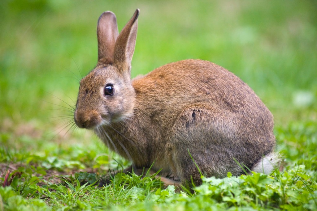 How to get rid of Rabbits - Nature's Defense