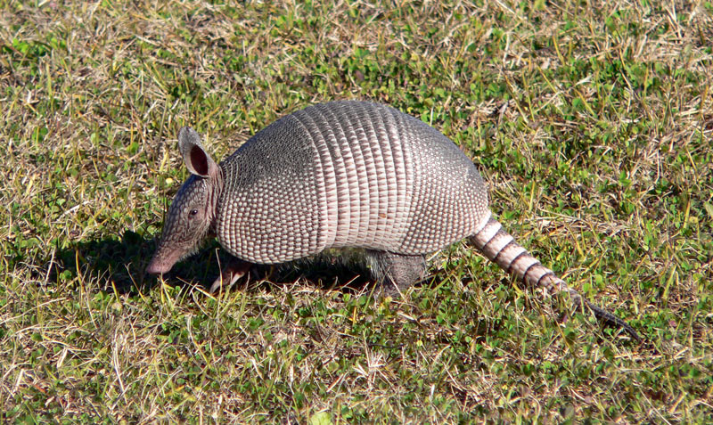 How to get rid of Armadillos? Get rid of Armadillos with Nature’s ...