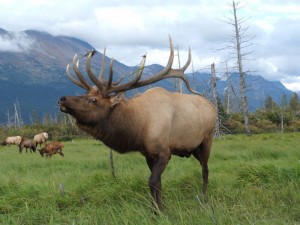 how-to-get-rid-of-elk