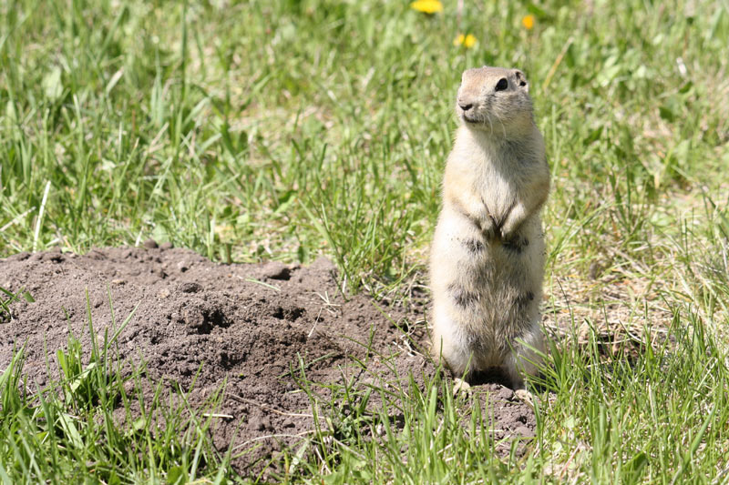 how-to-get-rid-of-gophers