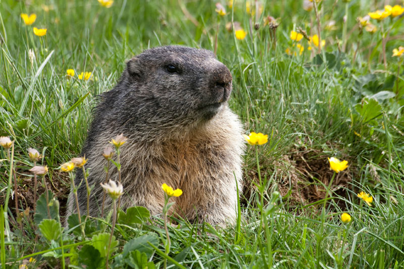 how-to-get-rid-of-groundhogs