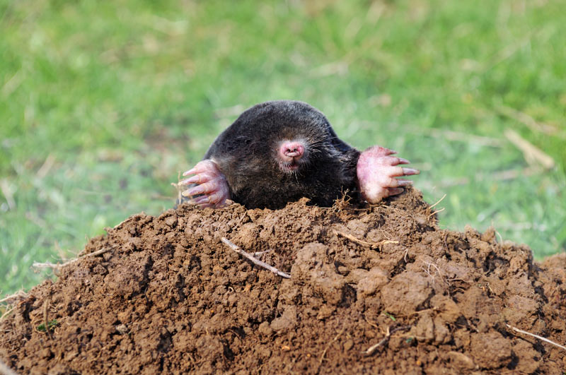 moles mollen aarde zwemmen digging mullvad tun maulwurfschreck nervt fee wetenschap greenline niedlichen besucher gern