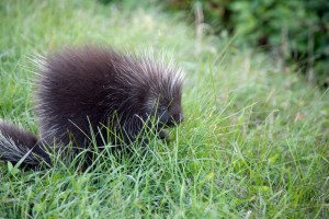 how-to-get-rid-of-porcupines