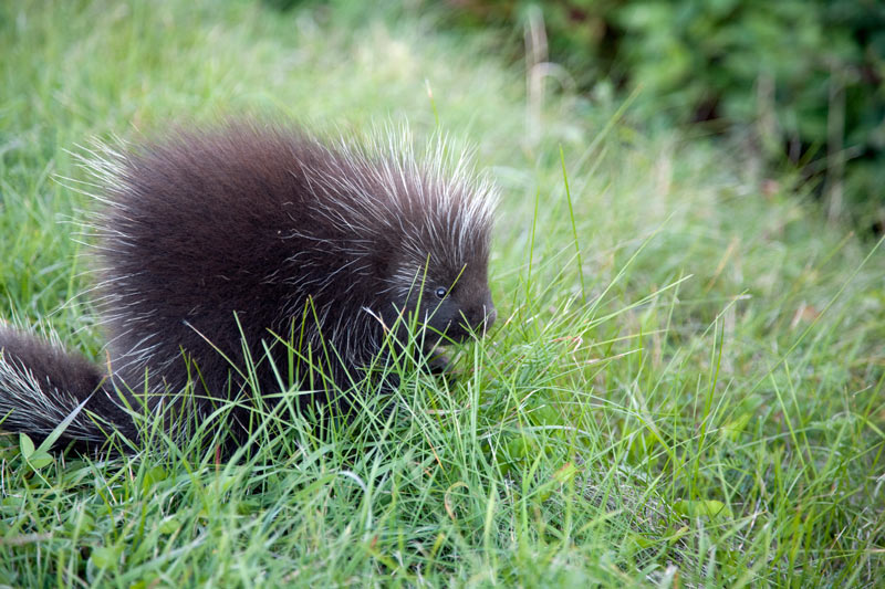 how-to-get-rid-of-porcupines