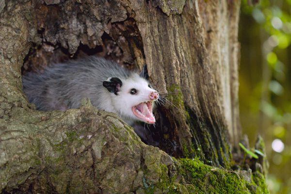 How to get rid of Possums - Nature's DefenseNature's Defense