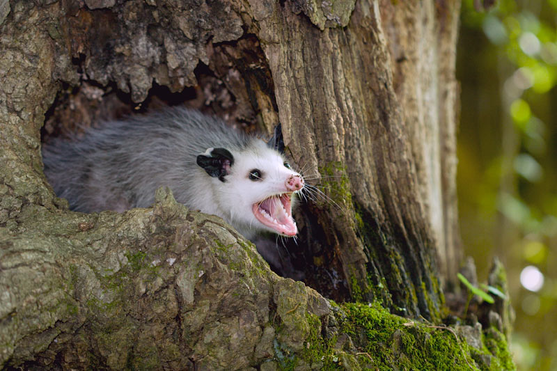 how-to-get-rid-of-possums