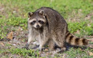 how-to-get-rid-of-raccoons