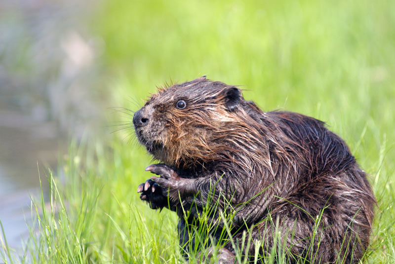 how-to-get-rid-of-woodchucks