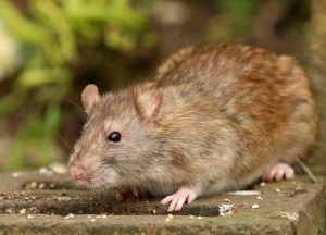 how-to-get-rid-of-rats