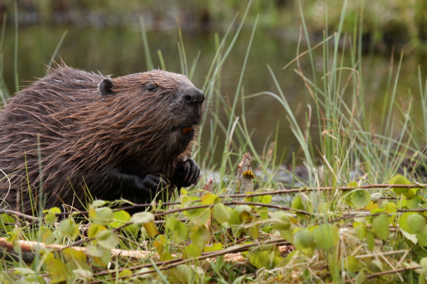 How To Get Rid Of Beavers: Top-7 Beaver Traps & Repellents