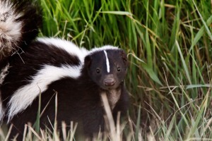 how-to-get-rid-of-skunks