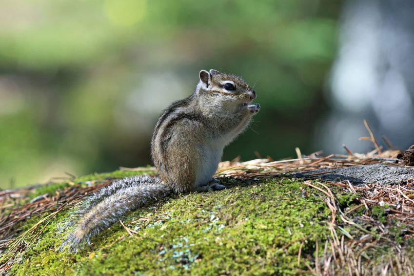 how-to-get-rid-of-chipmunks
