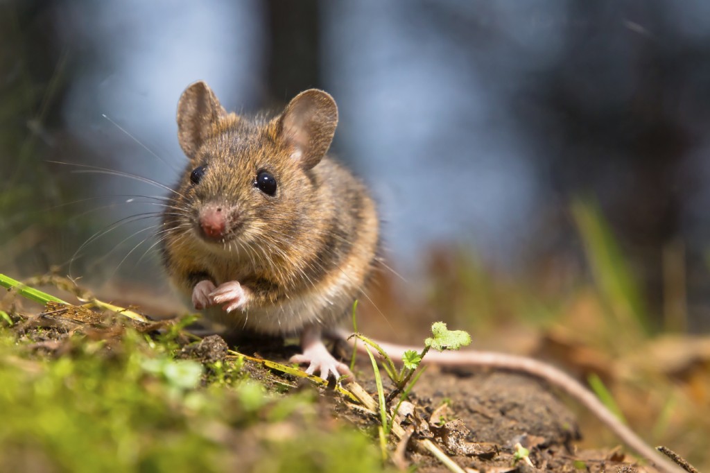 Wild wood mouse