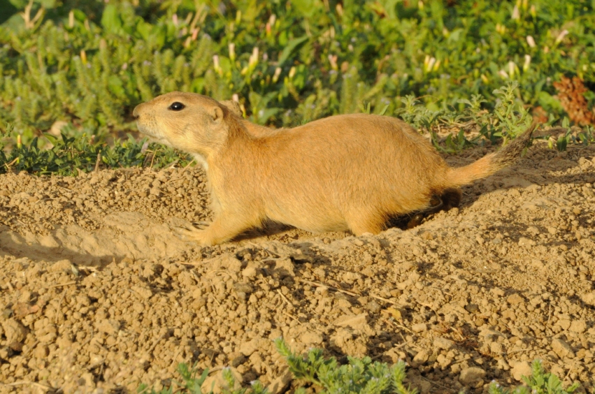 how-to-get-rid-of-prairiedogs