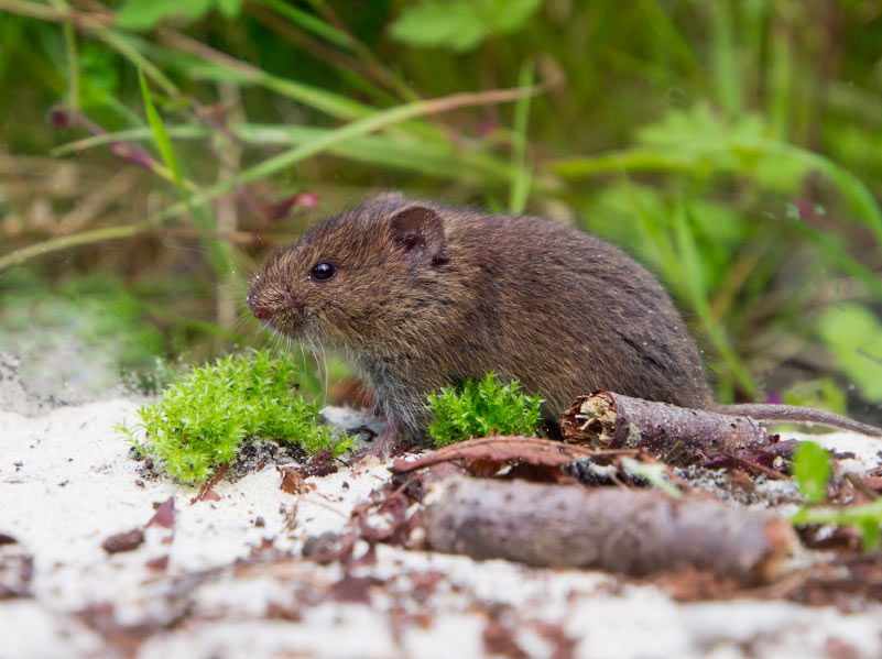 Voles: How to Get Rid of Voles in the Yard or Garden