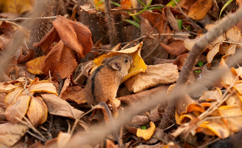 repel mice in the fall